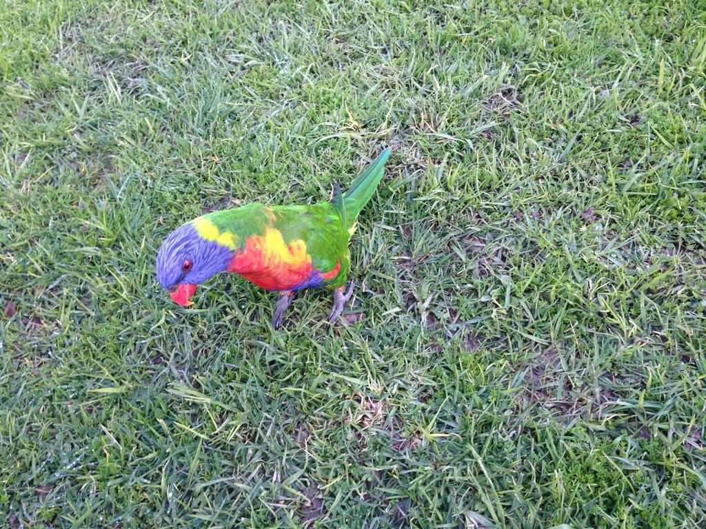 フィリップ アイランド コテージズ カウズ エクステリア 写真